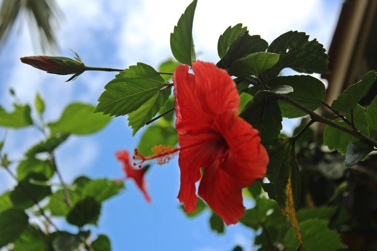 Morada Dos Hibiscos Hotel Praia do Rosa Exterior photo